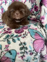 Dewey, a male Shih Tzu for sale in Fort Myers, FL – 3 of 8