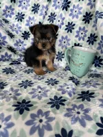 Bean , a male Yorkshire Terrier for sale in Fort Myers, FL – 6 of 6
