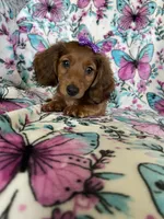 Sadie, a female Miniature Dachshund for sale in Fort Myers, FL – 6 of 8