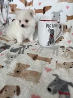 Sunny, a male Pomeranian for sale in Fort Myers, FL – 7 of 7