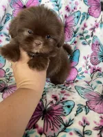 Dewey, a male Shih Tzu for sale in Fort Myers, FL – 6 of 8