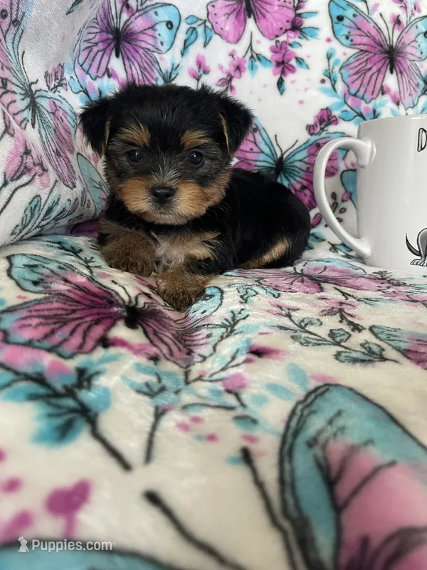 Oakley  – Yorkshire Terrier puppy for sale in Fort Myers, FL