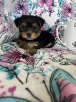 Oakley , a male Yorkshire Terrier for sale in Fort Myers, FL – 1 of 9
