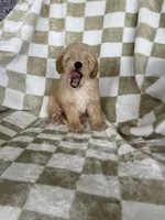 Ollie, a male Poodle - Toy  for sale in Fort Myers, FL – 6 of 7