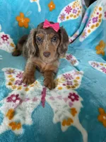 Cookie, a female Miniature Dachshund for sale in Fort Myers, FL – 7 of 9