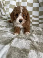 Cinnamon , a male Poodle - Toy  for sale in Fort Myers, FL – 4 of 7