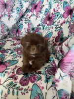 Dewey, a male Shih Tzu for sale in Fort Myers, FL – 7 of 8