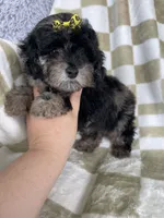 Mocha , a female Poodle - Toy  for sale in Fort Myers, FL – 4 of 7