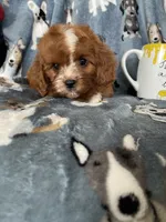 Paprika, a male Cavapoo for sale in Fort Myers, FL – 2 of 5