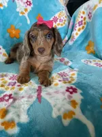 Cookie, a female Miniature Dachshund for sale in Fort Myers, FL – 1 of 9