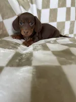 Churro, a male Miniature Dachshund for sale in Fort Myers, FL – 7 of 9