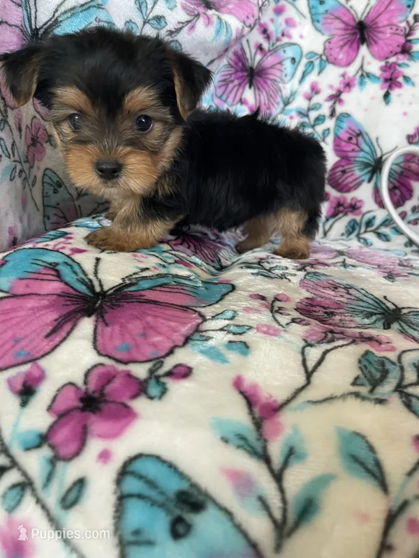 Benny – Yorkshire Terrier puppy for sale in Fort Myers, FL