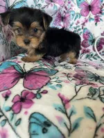 Benny, a male Yorkshire Terrier for sale in Fort Myers, FL – 1 of 8