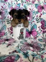 Dottie, a female Yorkshire Terrier for sale in Fort Myers, FL – 2 of 9