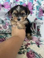 Ziggy, a male Yorkshire Terrier for sale in Fort Myers, FL – 7 of 8