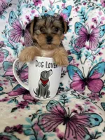 Millie , a female Yorkshire Terrier for sale in Fort Myers, FL – 2 of 8
