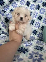 Chowder, a male Shihpoo for sale in Fort Myers, FL – 4 of 7