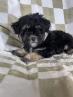 Shadow , a male Maltipoo for sale in Fort Myers, FL – 6 of 7