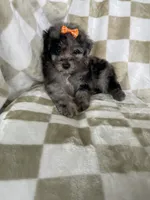 Luna, a female Poodle - Toy  for sale in Fort Myers, FL – 6 of 7