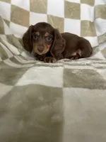 Rollo, a male Miniature Dachshund for sale in Fort Myers, FL – 4 of 6