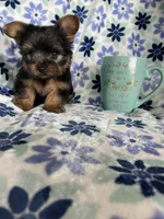 Teacup Peanut , a male Yorkshire Terrier for sale in Fort Myers, FL – 1 of 8