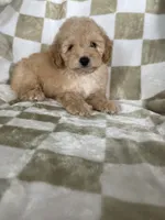 Ollie, a male Poodle - Toy  for sale in Fort Myers, FL – 3 of 7