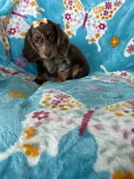 Maple, a female Miniature Dachshund for sale in Fort Myers, FL – 6 of 6