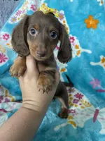 Twixie, a female Miniature Dachshund for sale in Fort Myers, FL – 7 of 10