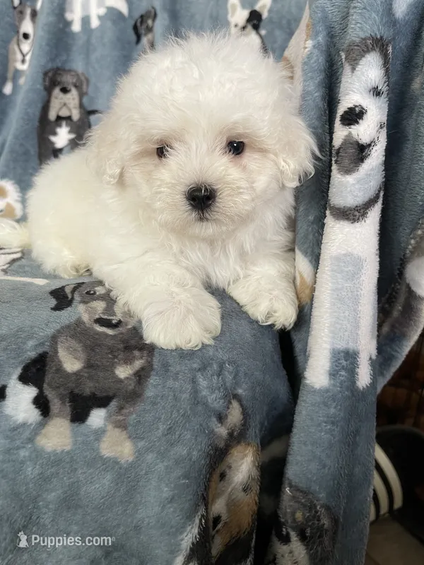 Cotton – Maltese puppy for sale in Fort Myers, FL