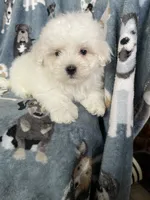 Cotton, a male Maltese for sale in Fort Myers, FL – 1 of 8