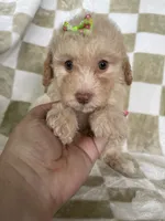 Goldie, a female Poodle - Toy  for sale in Fort Myers, FL – 5 of 6