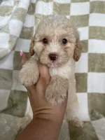 Enzo, a male Poodle - Toy  for sale in Fort Myers, FL – 3 of 7
