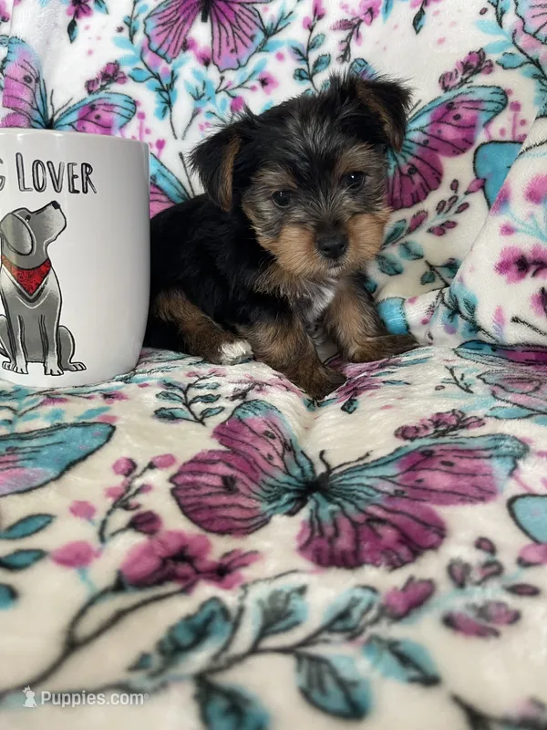 Archie  – Yorkshire Terrier puppy for sale in Fort Myers, FL