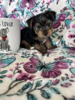 Archie , a male Yorkshire Terrier for sale in Fort Myers, FL – 4 of 8