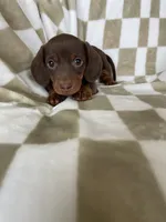 Churro, a male Miniature Dachshund for sale in Fort Myers, FL – 2 of 9