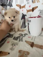 Teddy, a male Pomeranian for sale in Fort Myers, FL – 2 of 7