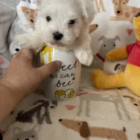 Cotton, a male Maltese for sale in Fort Myers, FL – Photo 2 of 8
