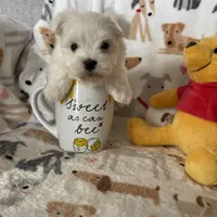 Cotton, a male Maltese for sale in Fort Myers, FL – Photo 5 of 8