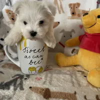 Cotton, a male Maltese for sale in Fort Myers, FL – Photo 8 of 8