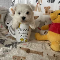 Cotton, a male Maltese for sale in Fort Myers, FL – Photo 6 of 8