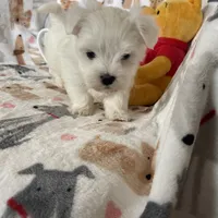 Cotton, a male Maltese for sale in Fort Myers, FL – Photo 3 of 8