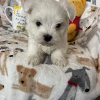 Cotton, a male Maltese for sale in Fort Myers, FL – Photo 1 of 8