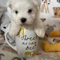 Cotton, a male Maltese for sale in Fort Myers, FL – Photo 4 of 8