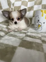 Scotty , a male Chihuahua for sale in Fort Myers, FL – 6 of 6