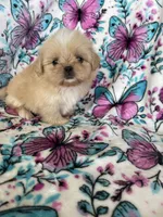 Huey, a male Shih Tzu for sale in Fort Myers, FL – 5 of 7