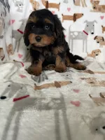 Toffee, a male Cavapoo for sale in Fort Myers, FL – 2 of 6