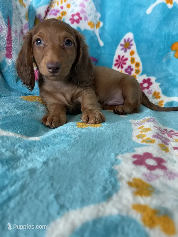 Truffle – Miniature Dachshund puppy for sale in Fort Myers, FL