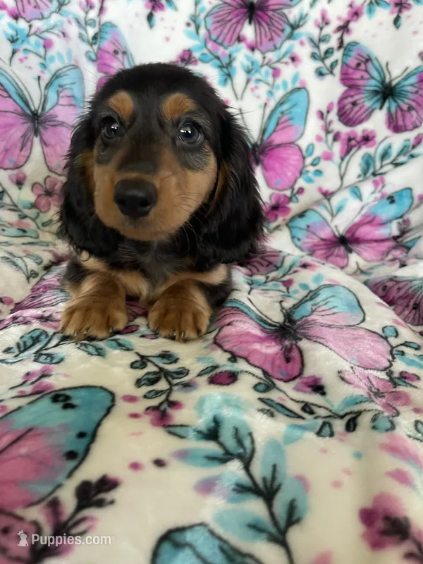 Murphy – Miniature Dachshund puppy for sale in Fort Myers, FL