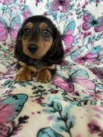 Murphy, a male Miniature Dachshund for sale in Fort Myers, FL – 1 of 6