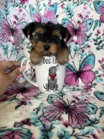 Dottie, a female Yorkshire Terrier for sale in Fort Myers, FL – 7 of 9